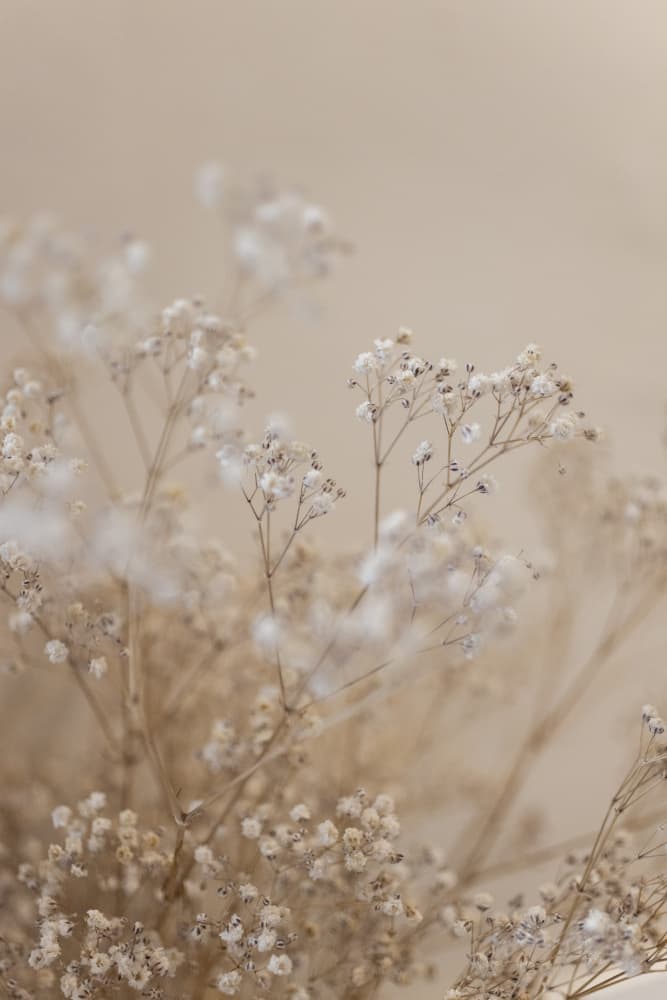 Babys Breath 1 by Mareike Böhmer — canvas wall art