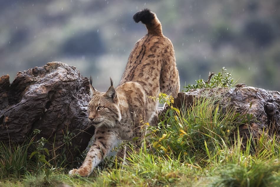 Lynx In The Rain by Mario Moreno — canvas wall art