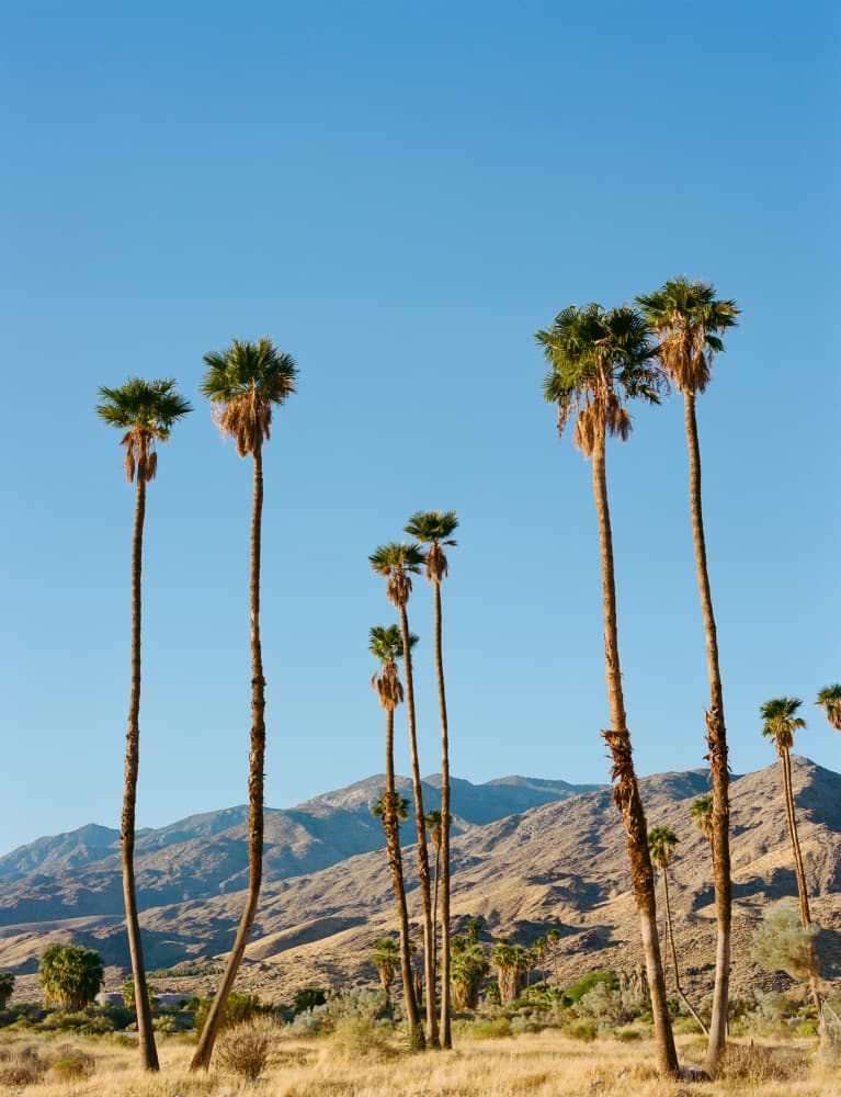 Desert Palms Under Blue Sky by Bethany Young — canvas wall art