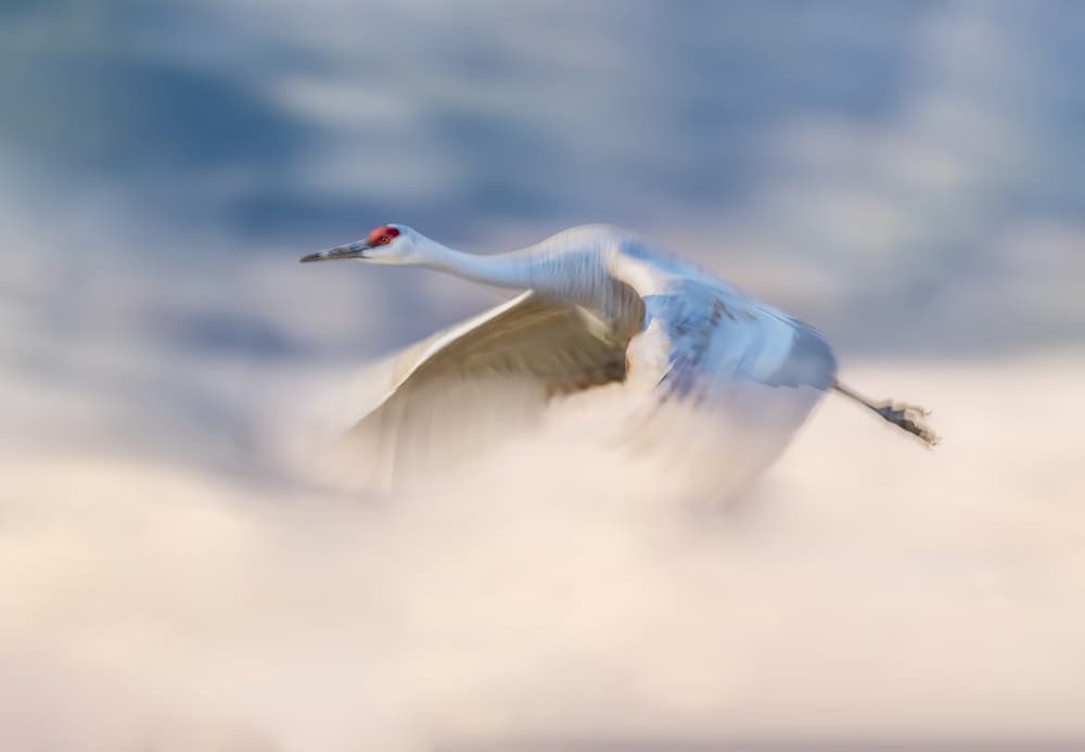 Ethereal Crane Flight by Gary Hu — canvas wall art