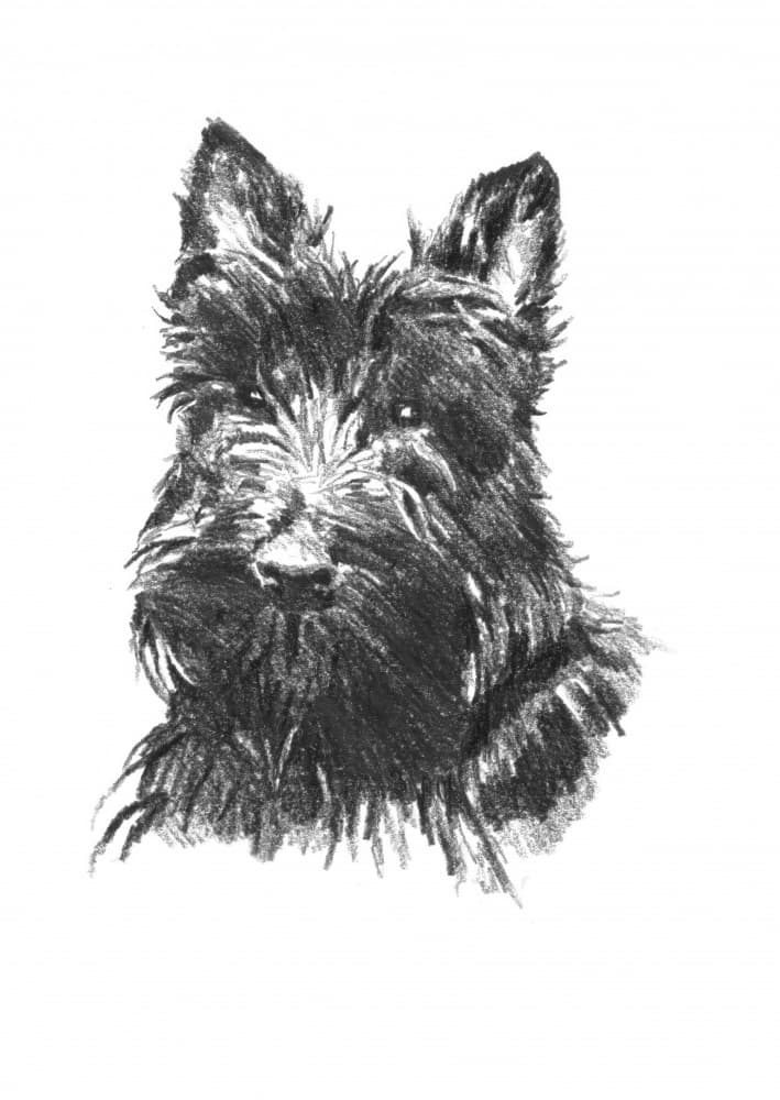 Scottish Terrier Portrait by Kulik — canvas wall art