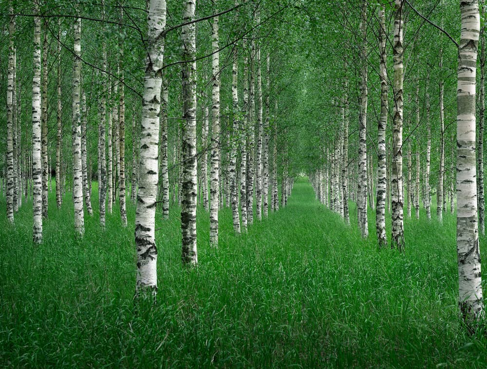 Birch Forest Path by Christian Lindsten — canvas wall art