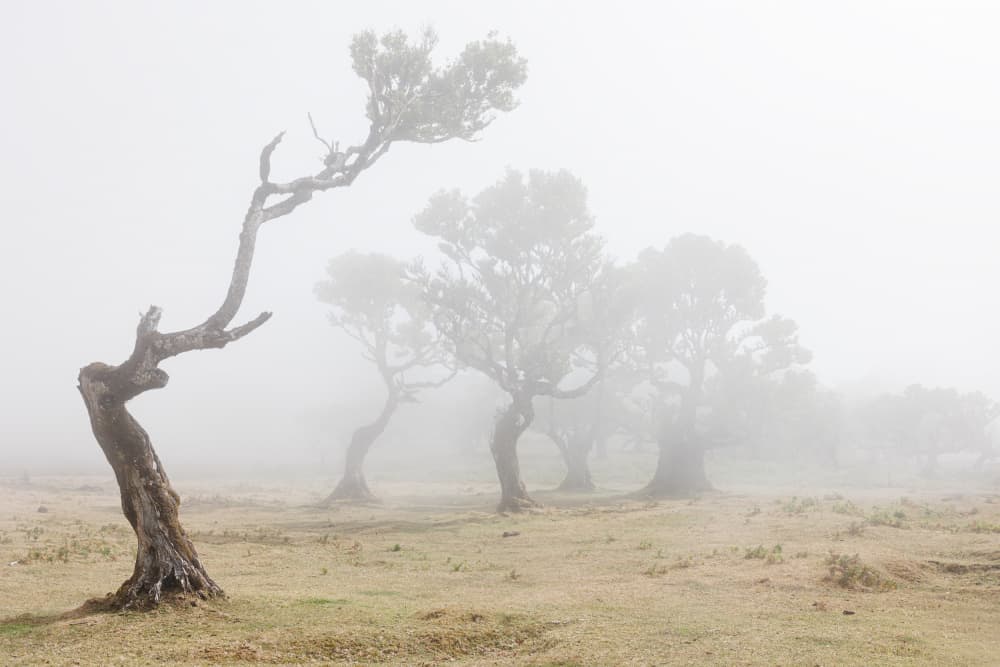 Twisted Trees in Fog by Walter Lackner — canvas wall art