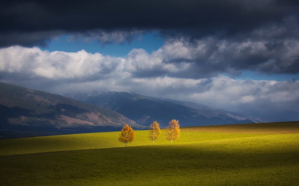 Golden Trees Meadow by Matej Rumansky — canvas wall art