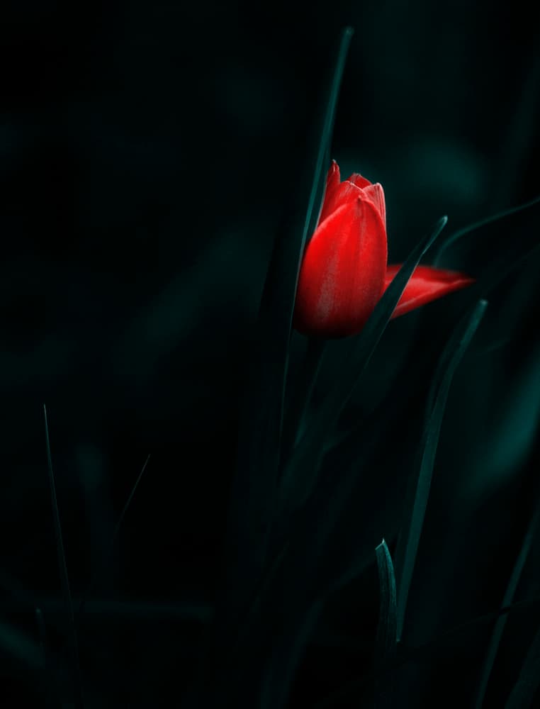 Elegant Red Tulip by Panaana — canvas wall art