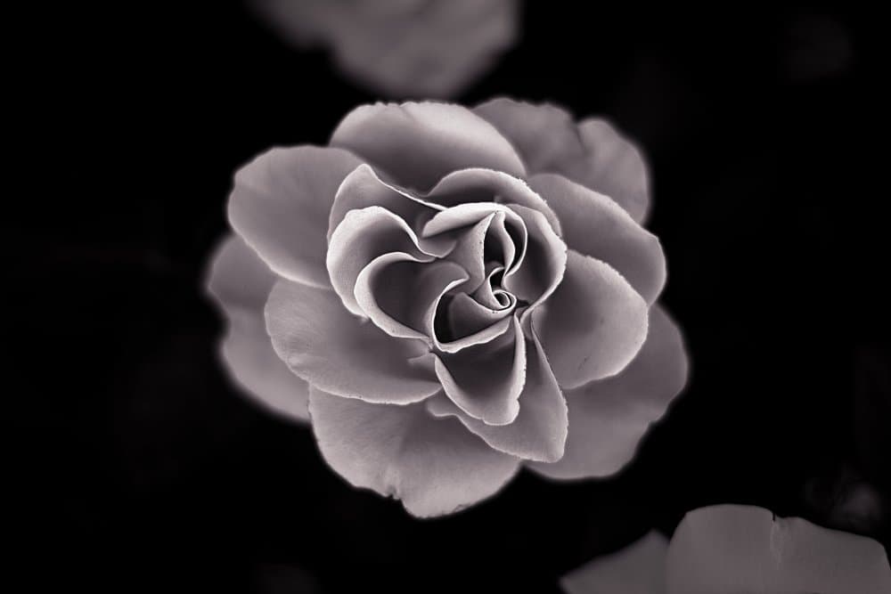 Elegant Grey Rose by Angel Julie — canvas wall art