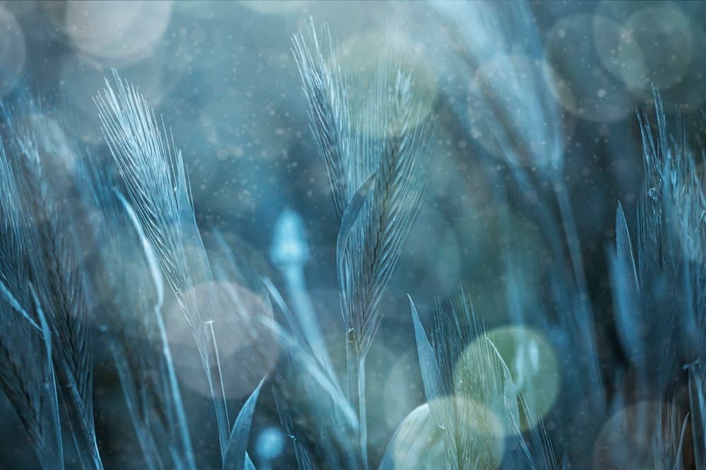 Dreamy Blue Wheat Field by Cicek Kiral — canvas wall art