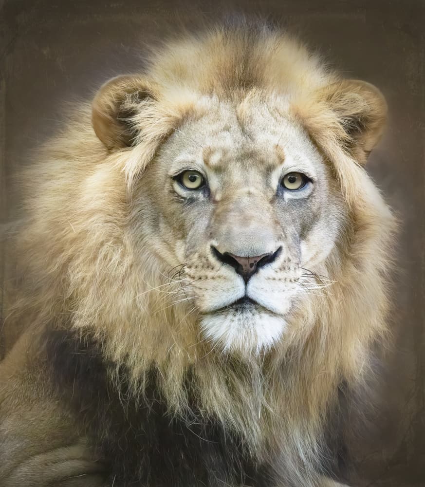 Majestic Lion Gaze by Linda D Lester — canvas wall art