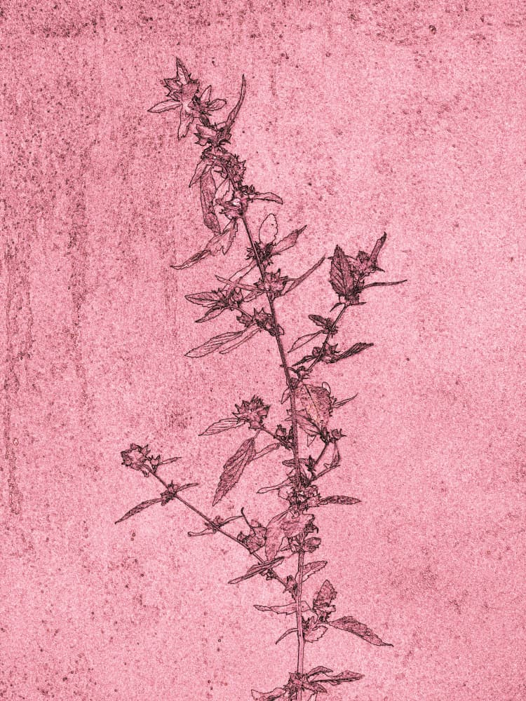 Pink Botanical Sketch by Santhosh ch — canvas wall art