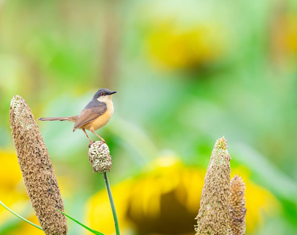 Small Bird on Millet by Nikhil Parnandi — canvas wall art