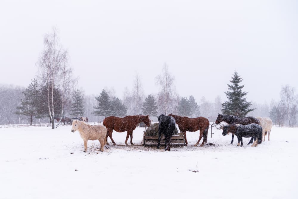 Snowy Winter Horses by Ilze Ozola — canvas wall art