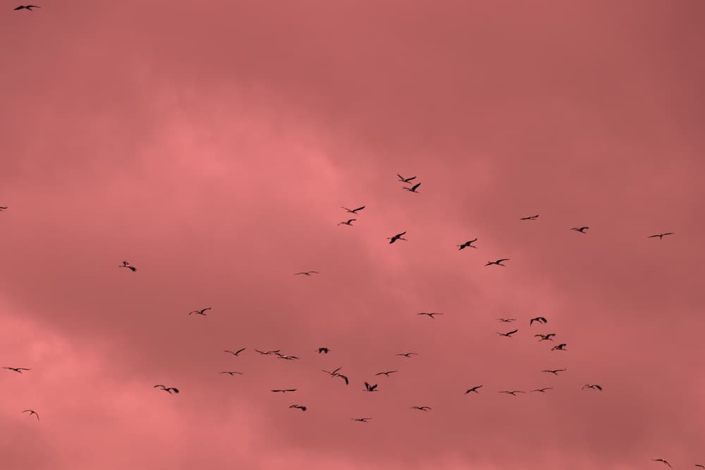 Birds in Pink Sky by Santhosh ch — canvas wall art