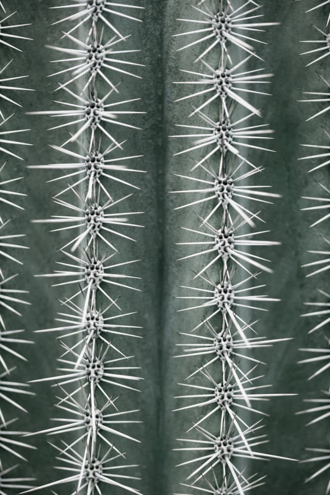 Sharp Cactus Pattern by Pictufy Studio III — canvas wall art