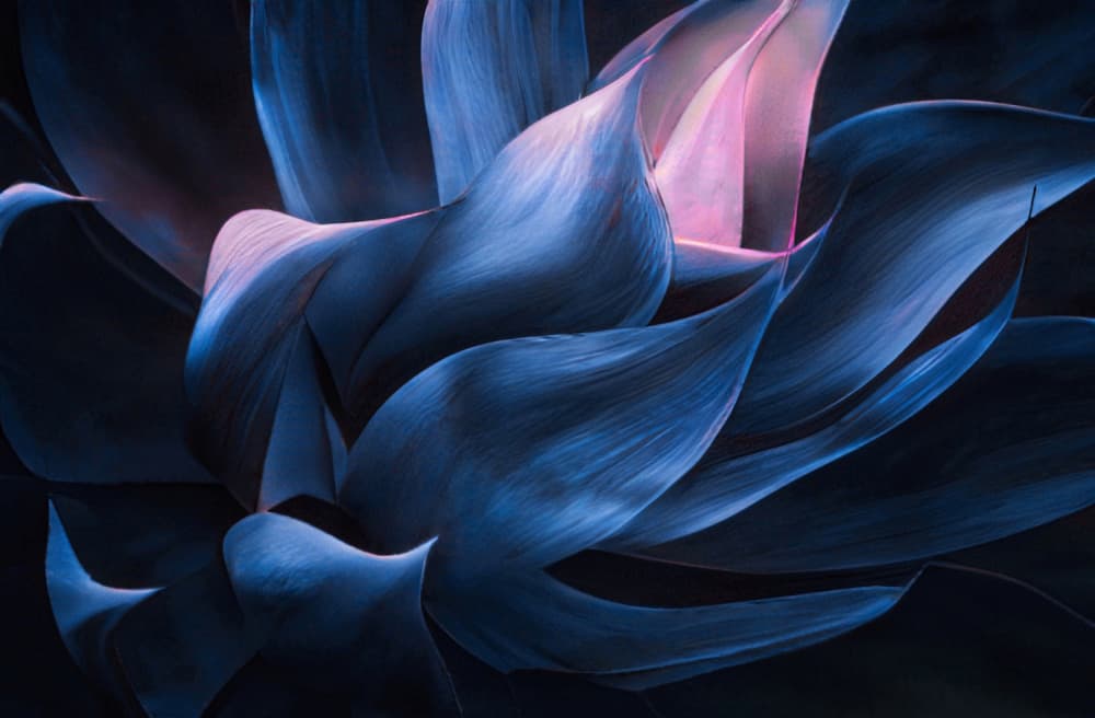 Glowing Blue Botanicals by Robin Wechsler — canvas wall art