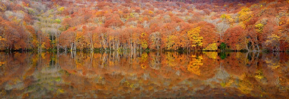 Autumn Lake Reflection by Sho Shibata — canvas wall art