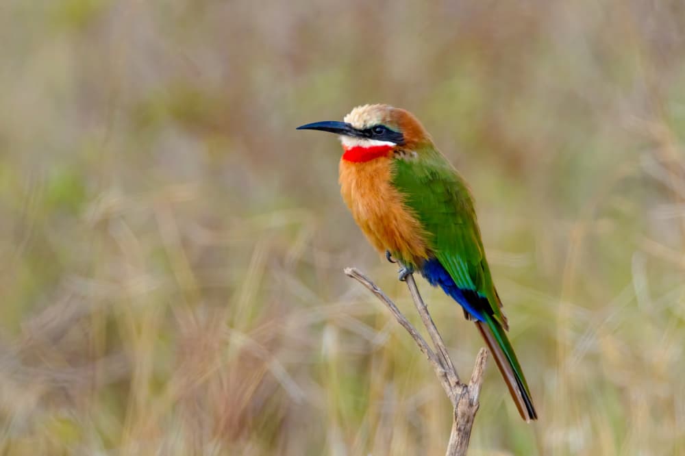 Vibrant Bee-eater Perched by Johnson Huang — canvas wall art