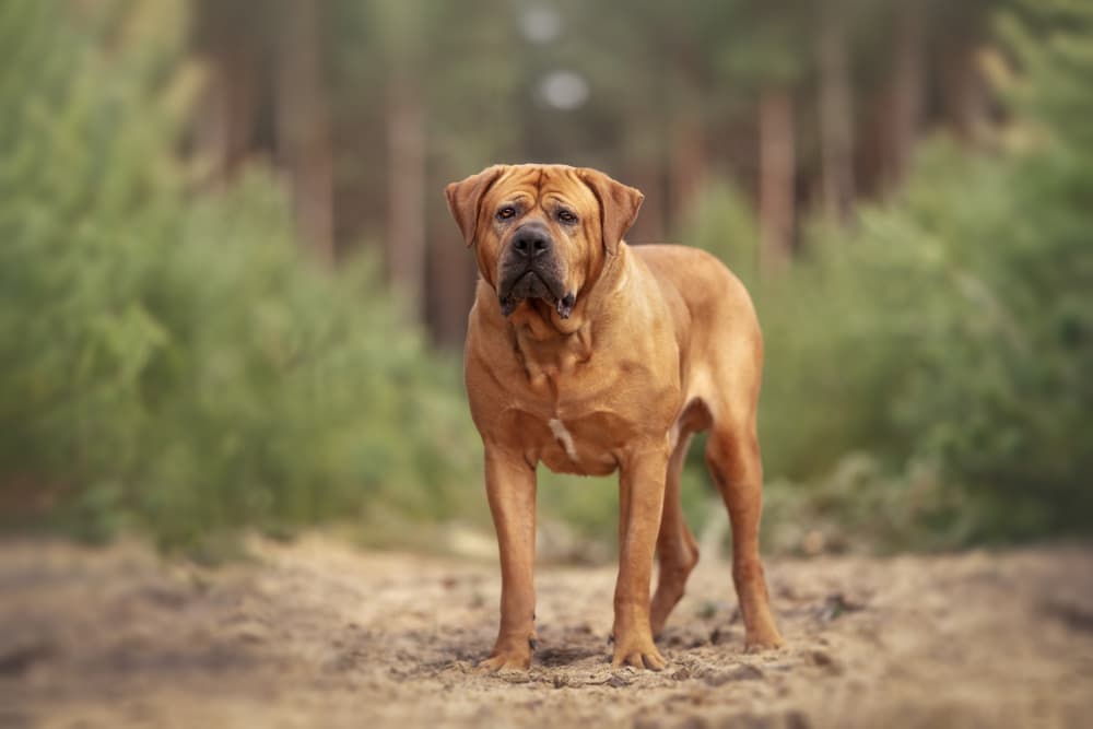 Majestic Forest Mastiff by Ve Shandor — canvas wall art