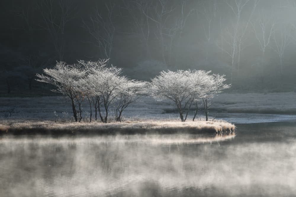 Frosted Trees Morning Mist by K_Tsunoda — canvas wall art