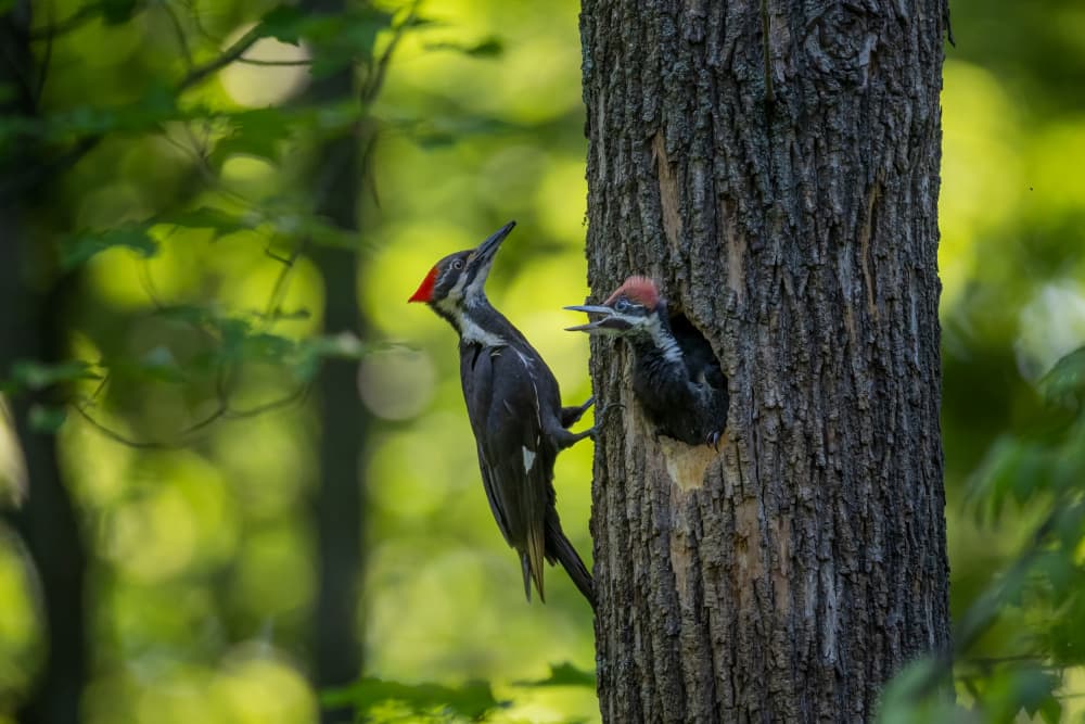 Pileated Woodpecker Family by Max Wang — canvas wall art