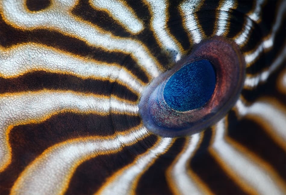 Striped Puffer Eye by Andrey Narchuk — canvas wall art