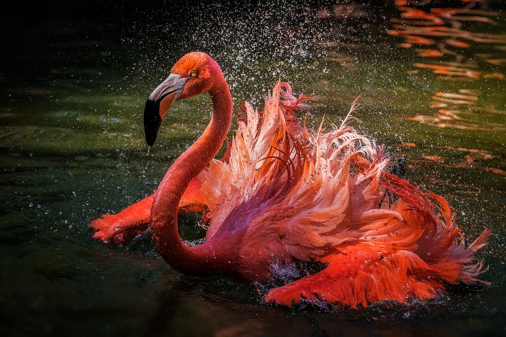 Vibrant Flamingo Splash by David H Yang — canvas wall art