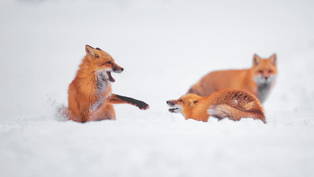 Playful Red Foxes In Snow by Gavin Lam — canvas wall art