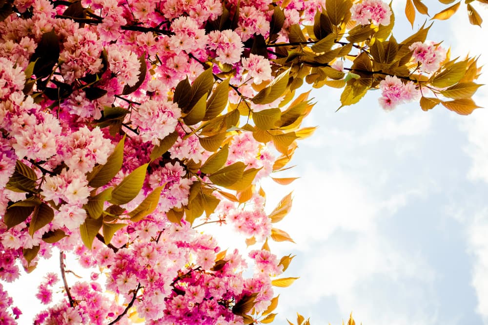 Spring Cherry Blossoms by Talitha McQueen — canvas wall art