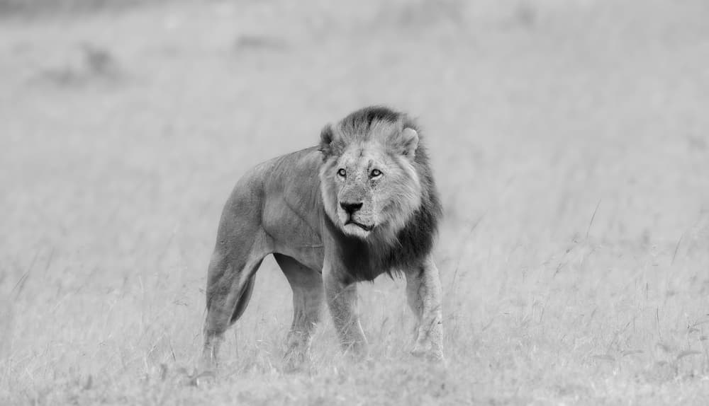 King of the Savanna by Phillip Chang — canvas wall art