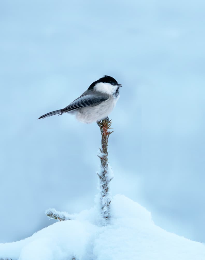 Winter Bird Snowy Perch by Erik Engström — canvas wall art