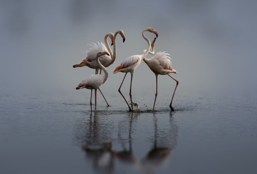 Graceful Flamingos Wading by Mallal Moshe — canvas wall art