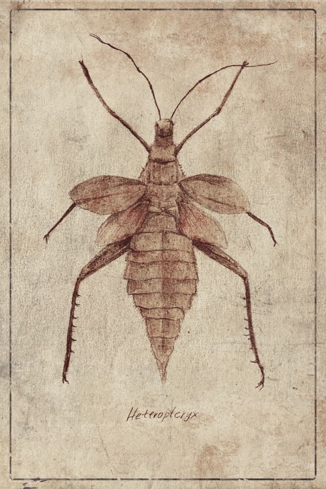 Vintage Insect Illustration by Mike Koubou — canvas wall art