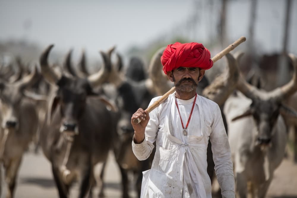 Red Turban Cattle Herder by Luís Godinho — canvas wall art