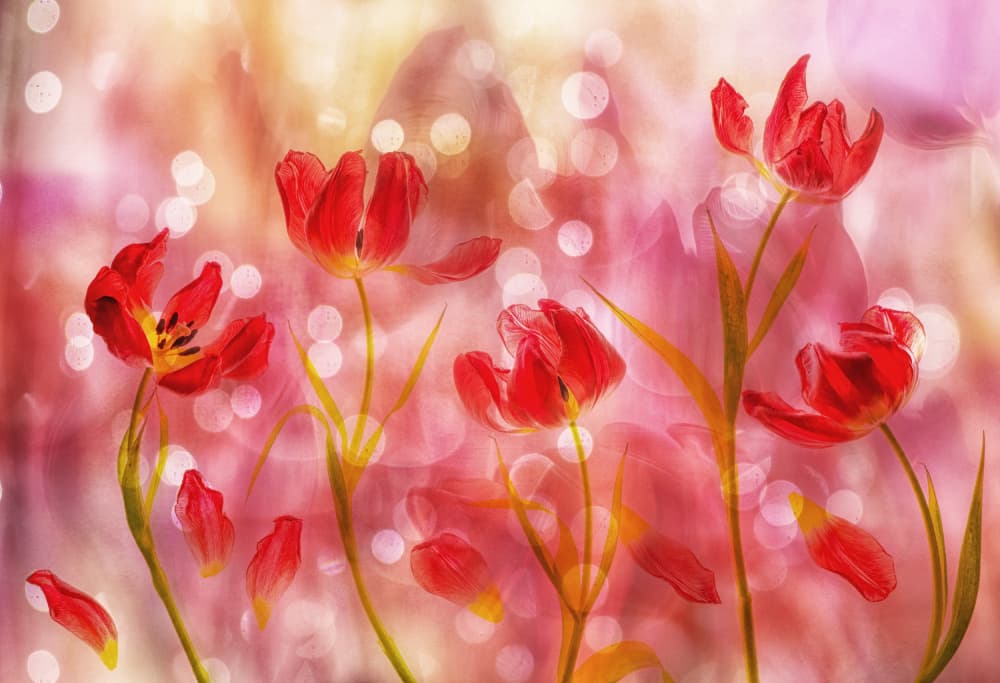 Dreamy Red Tulips by Hilda van der Lee — canvas wall art