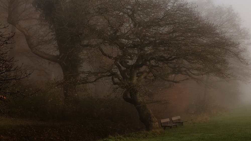 Misty Woodland Bench by Leif Løndal — canvas wall art