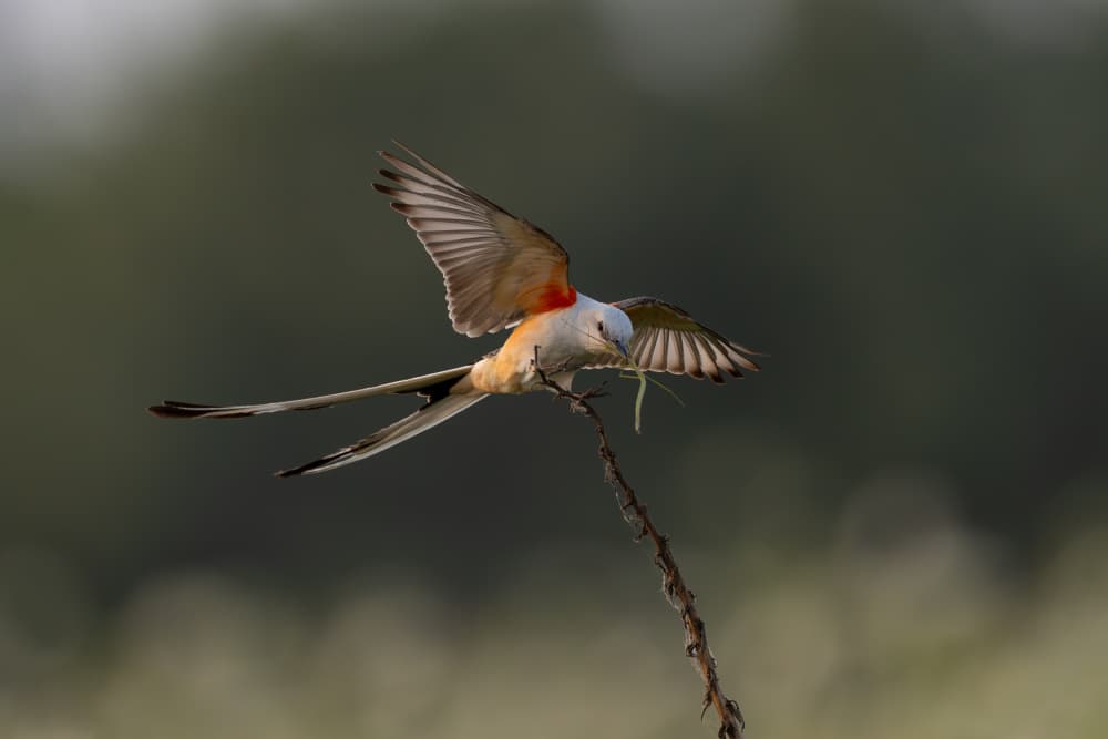 Graceful Scissor-tail Landing by Max Wang — canvas wall art