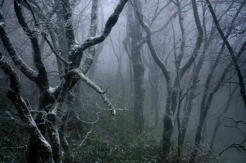 Misty Winter Woods by Sho Shibata — canvas wall art