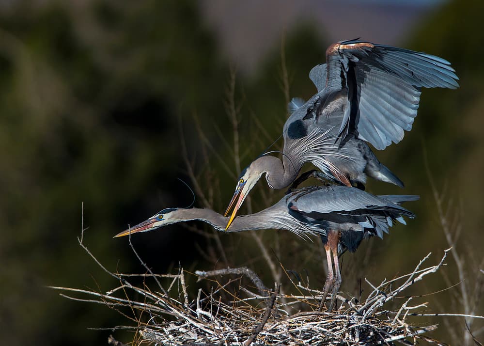 Great Blue Herons Mating by verdon — canvas wall art