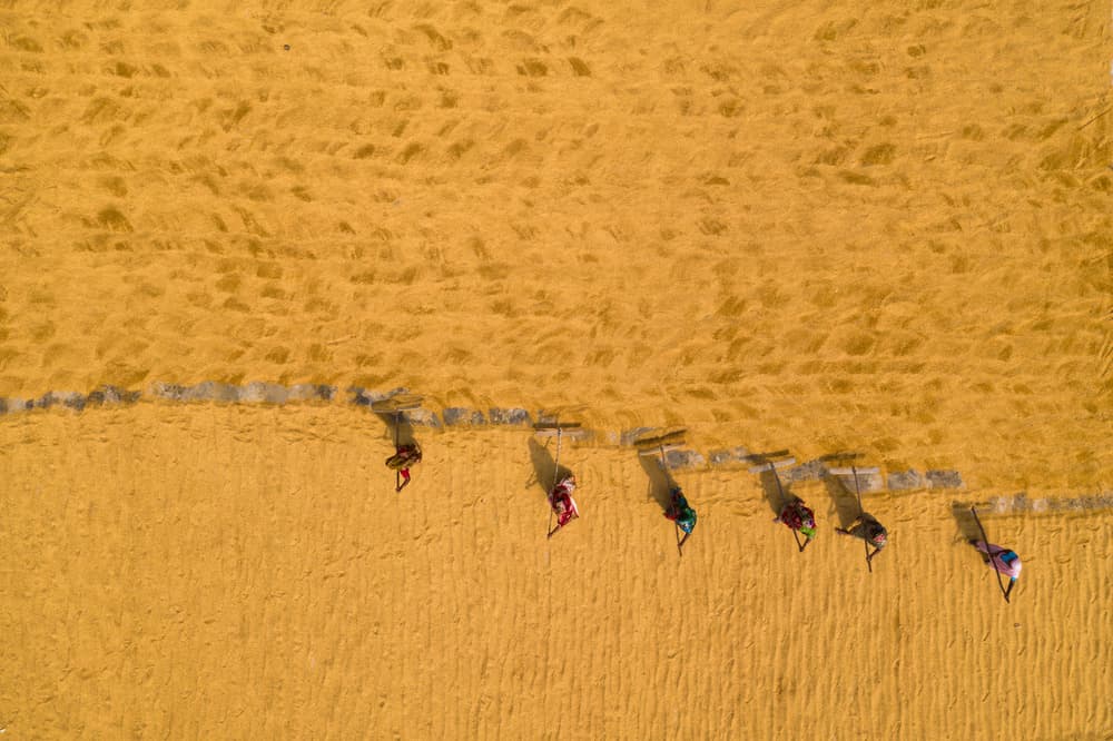 Golden Grain Workers by Azim Khan Ronnie — canvas wall art
