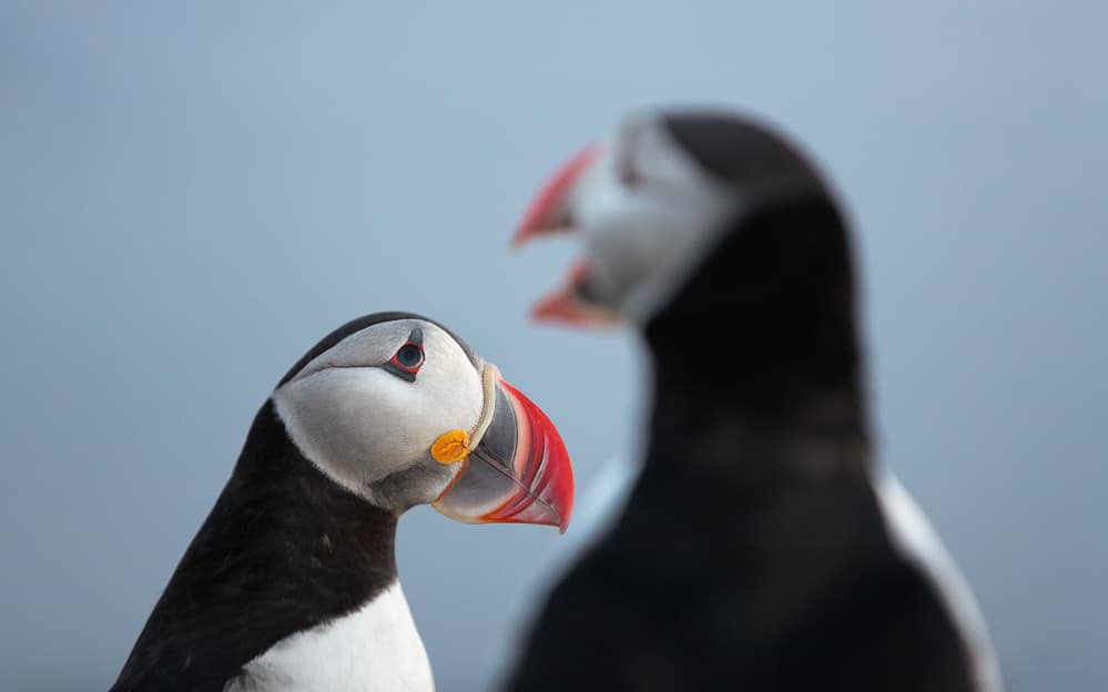 Puffin Conversation by fegari — canvas wall art