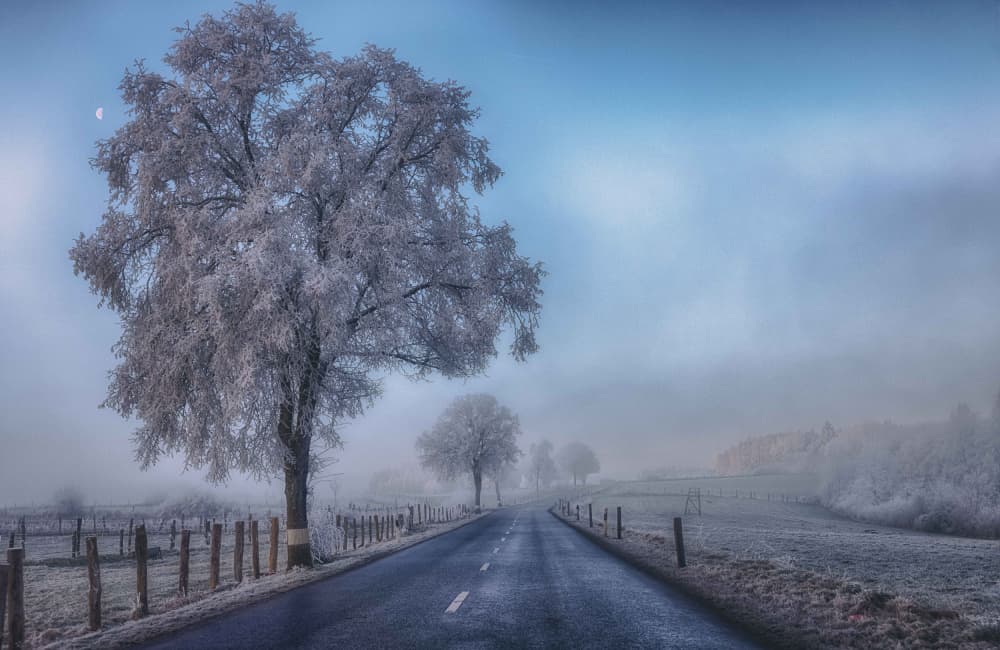Frosted Tree Winter Road by Guy Krier — canvas wall art