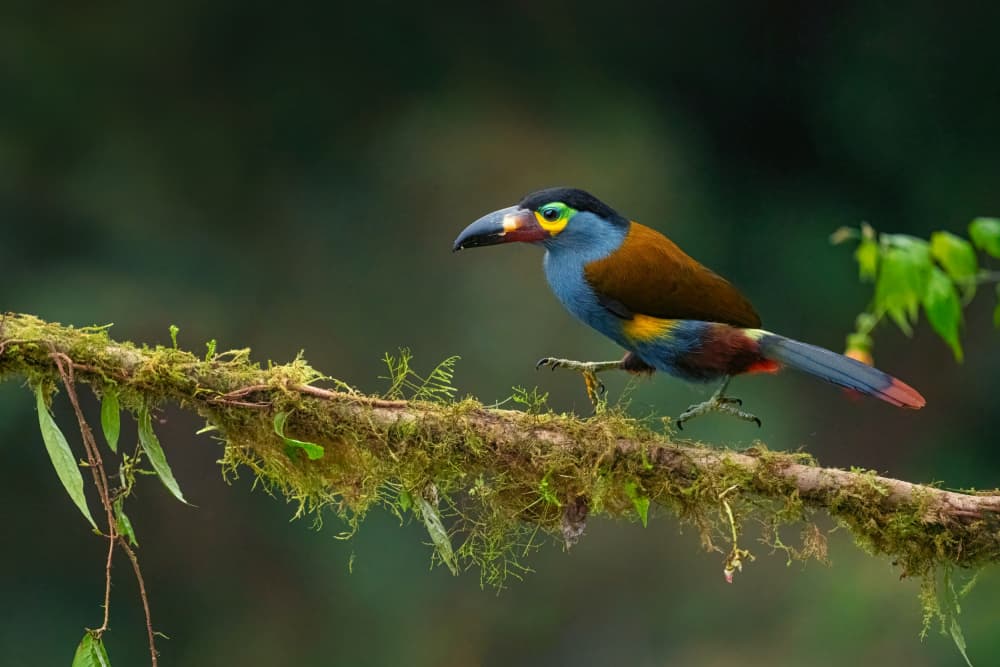 Vibrant Tropical Toucan by Tracy — canvas wall art