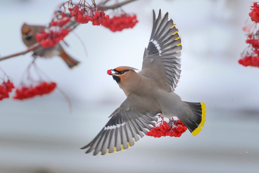 Waxwing Berry Flight by Peter Stahl — canvas wall art