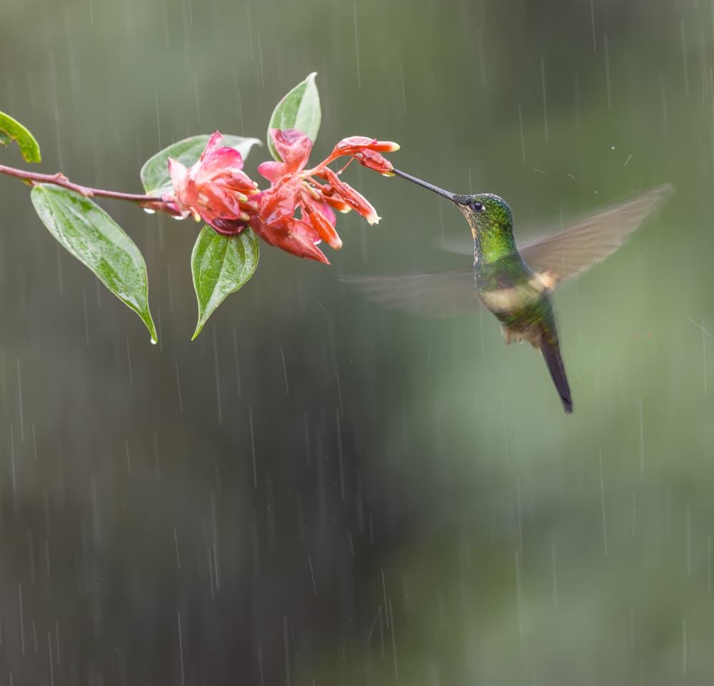 Green Hummingbird in Rain by Eugene Zhu — canvas wall art