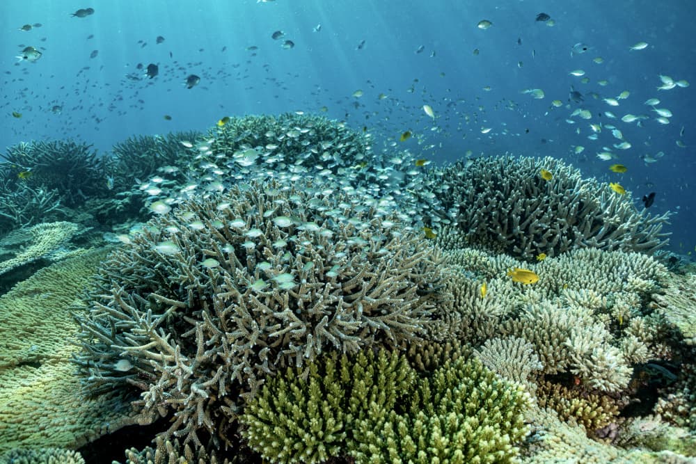 Sunlit Coral Reef by Serge Melesan — canvas wall art