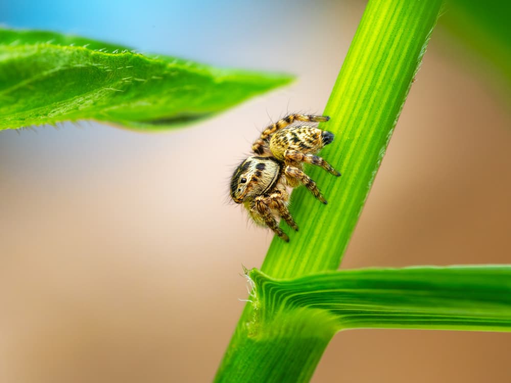Jumping Spider Green Stem by Takiko Hirai — canvas wall art