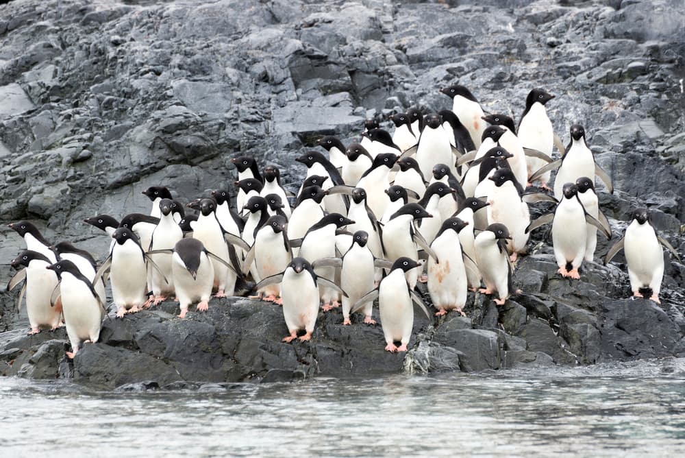 Adelie Penguin Colony by José Manuel cruz — canvas wall art