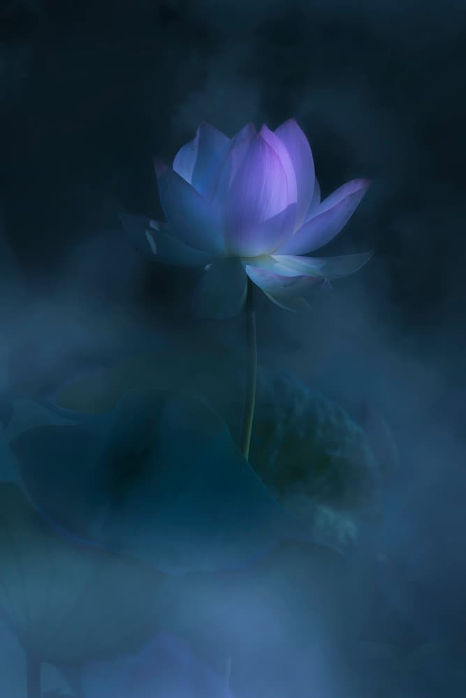 Misty Lotus Bloom by Judy Tseng — canvas wall art