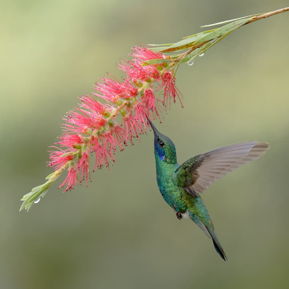 Emerald Hummingbird Sip by Lisandro PEREZ — canvas wall art