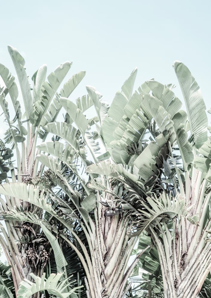 Tropical Whispers by Shot by Clint — canvas wall art
