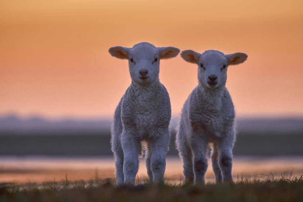 Two Lambs at Sunset by Bodo Balzer — canvas wall art